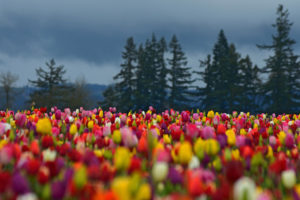 flowers, Field, Tulips, Colorful, Forest, Trees, Spruce