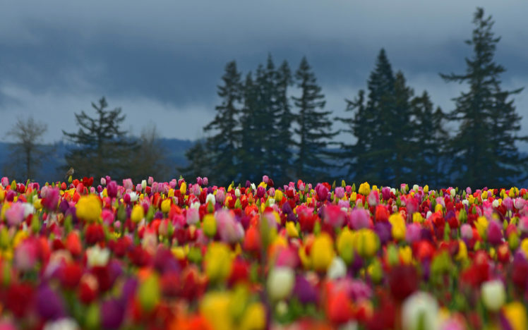 flowers, Field, Tulips, Colorful, Forest, Trees, Spruce HD Wallpaper Desktop Background