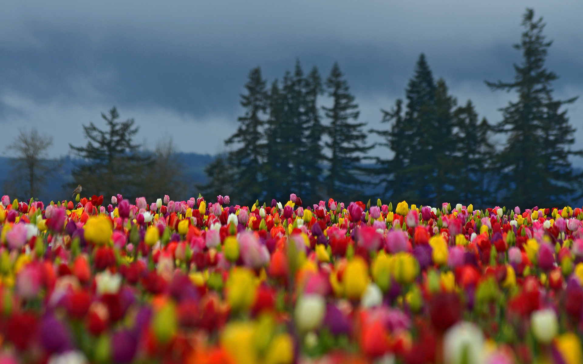 flowers, Field, Tulips, Colorful, Forest, Trees, Spruce Wallpaper