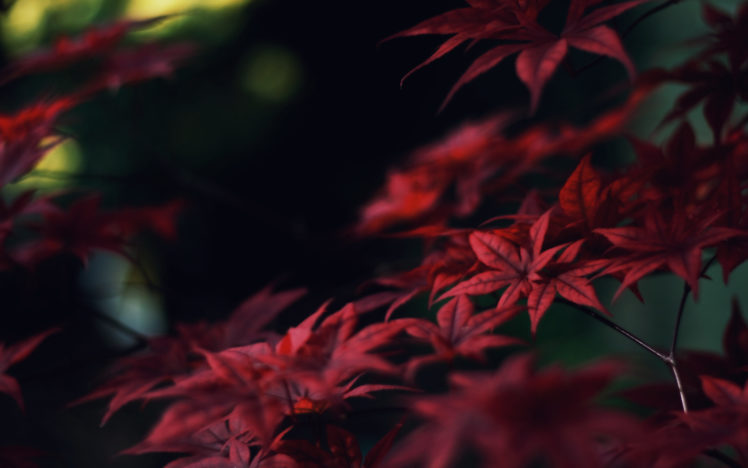 japan, Nature, Trees, Leaves, Macro, Depth, Of, Field HD Wallpaper Desktop Background