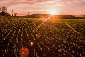 field, Crop, Sunlight, Sunset, Plants