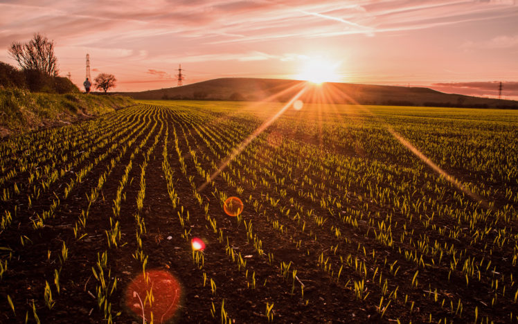 field, Crop, Sunlight, Sunset, Plants HD Wallpaper Desktop Background