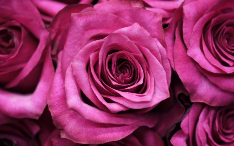 roses, Flowers, Macro Wallpapers HD / Desktop and Mobile Backgrounds