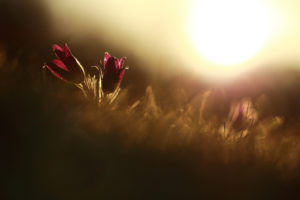 flowers, Macro, Sunlight