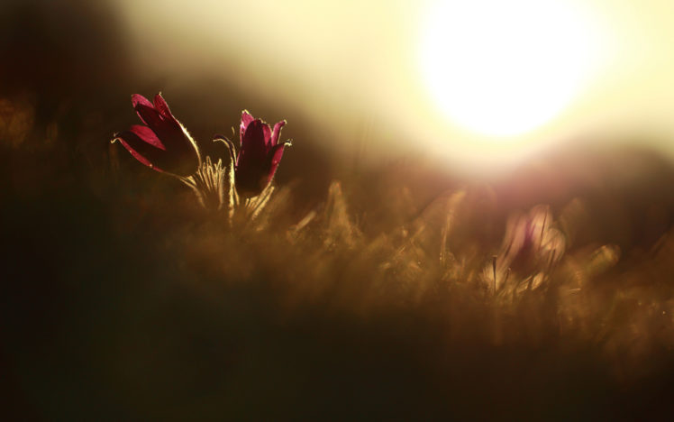 flowers, Macro, Sunlight HD Wallpaper Desktop Background