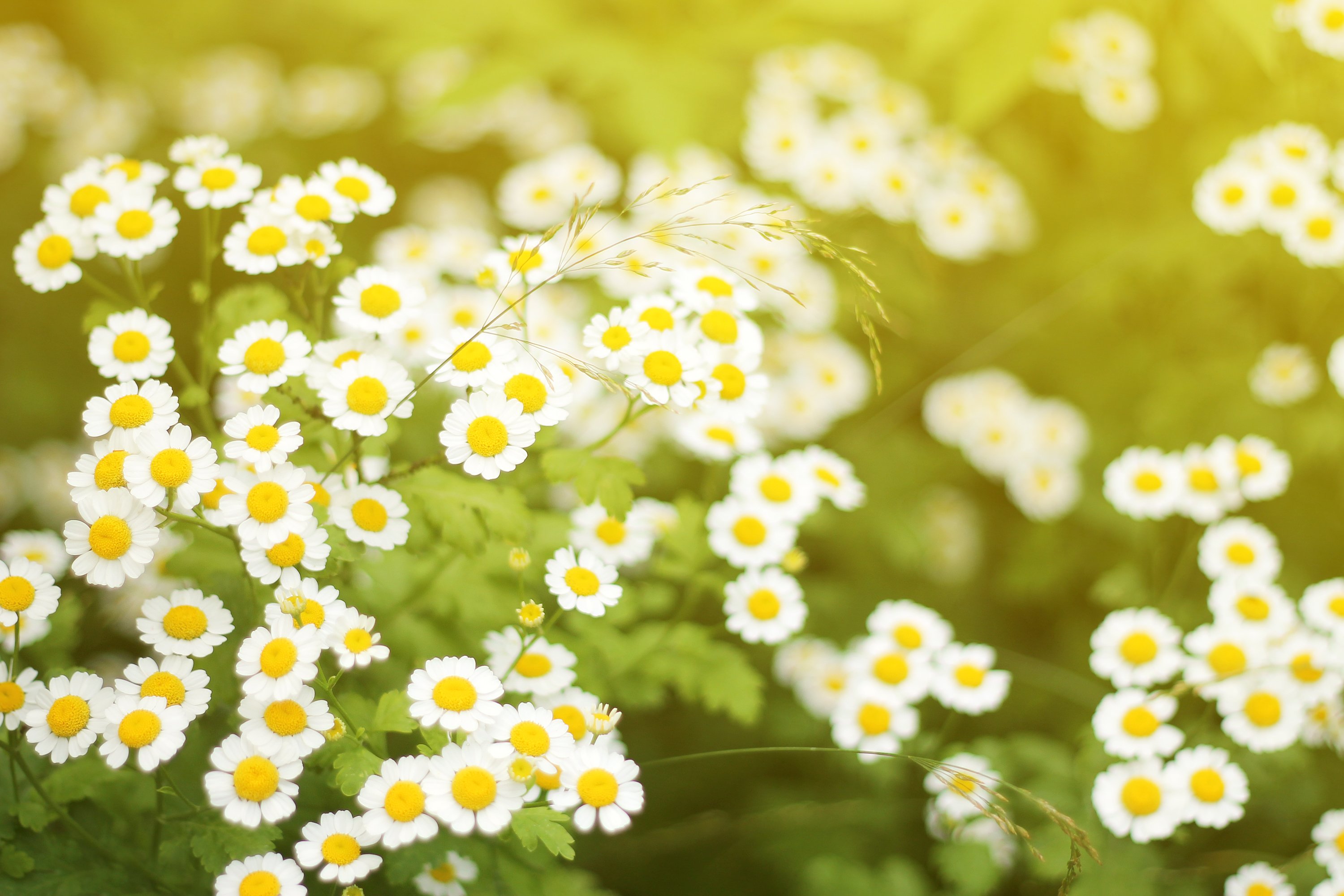 chamomile, Flowers, Blossom, Summer, Sunlight Wallpaper