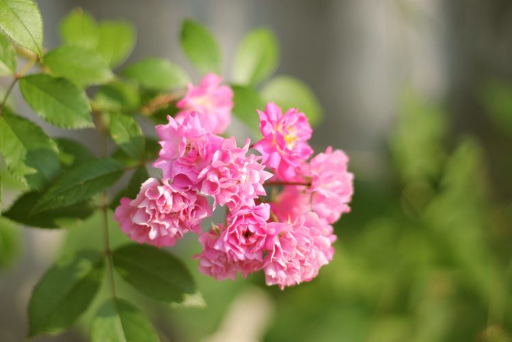 roses, Flowers, Tenderness, Leaves, Summer, Evening, Pink HD Wallpaper Desktop Background
