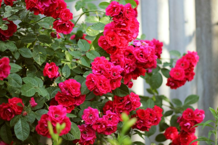roses, Flowers, Red, Blossom, Summer, Evening HD Wallpaper Desktop Background
