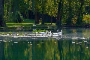 lake, Nature, Water, Landscape, Reflection, Swan