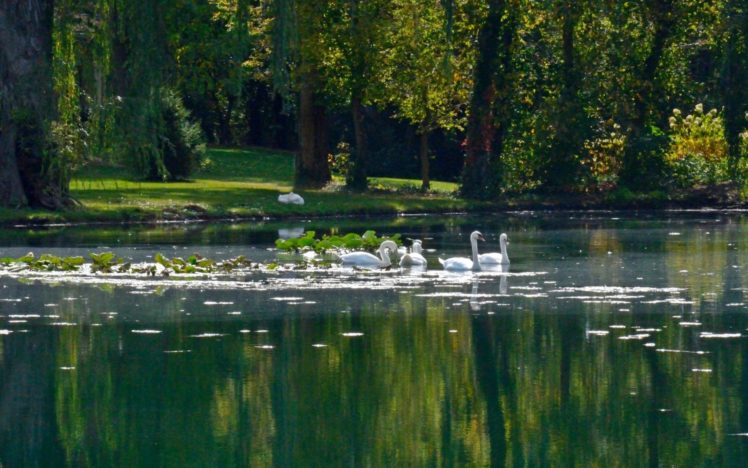 lake, Nature, Water, Landscape, Reflection, Swan HD Wallpaper Desktop Background