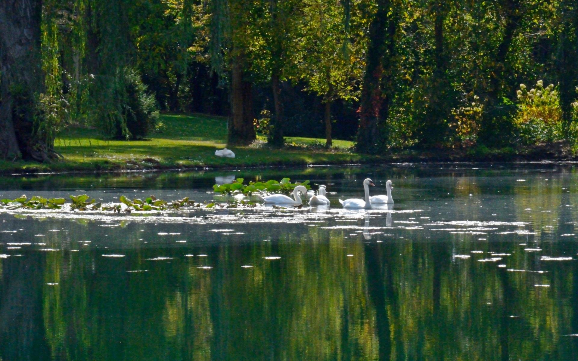lake, Nature, Water, Landscape, Reflection, Swan Wallpaper