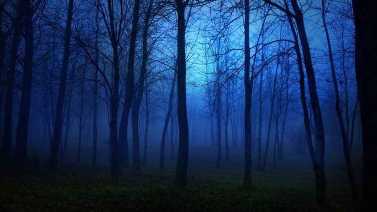 forest, Nature, Tree, Landscape, Night, Fog, Mist, Dark, Spooky HD Wallpaper Desktop Background