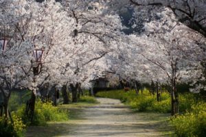tree, Beauty, Road, Nature, Beautiful, Flower, Pink, Sakura