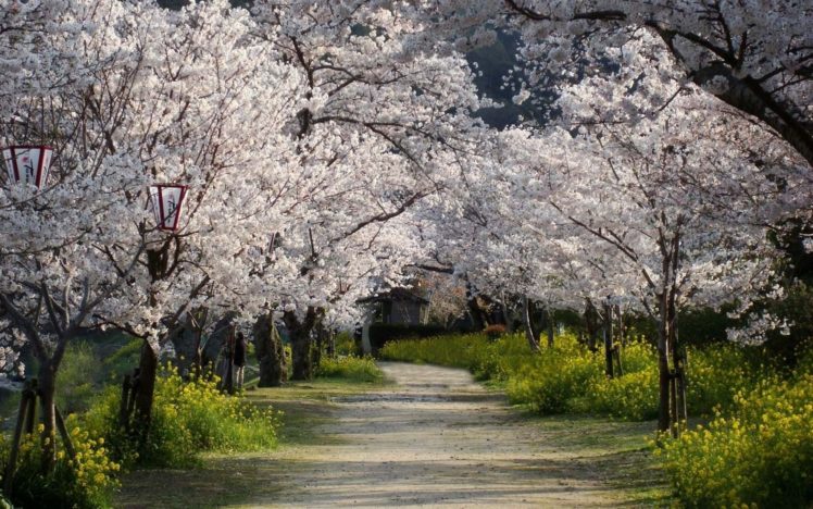 tree, Beauty, Road, Nature, Beautiful, Flower, Pink, Sakura HD Wallpaper Desktop Background