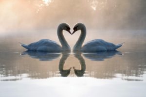animal, Swan, Lake, Love, Beautiful, Beauty