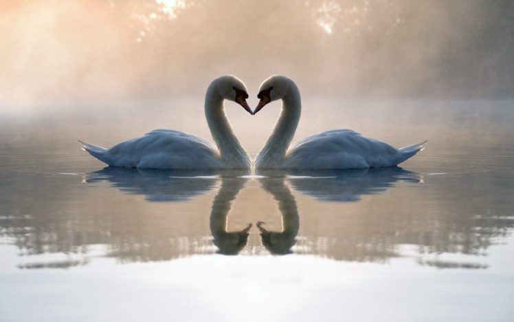 animal, Swan, Lake, Love, Beautiful, Beauty HD Wallpaper Desktop Background