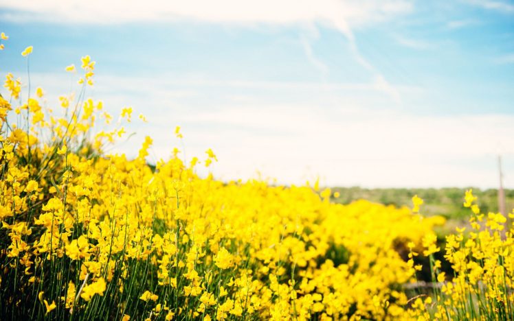 yellow, Flower, Summer, Beauty, Beautiful, Nature HD Wallpaper Desktop Background