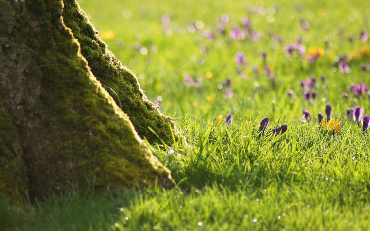 grass, Flower, Summer, Beauty, Beautiful, Tree, Nature HD Wallpaper Desktop Background