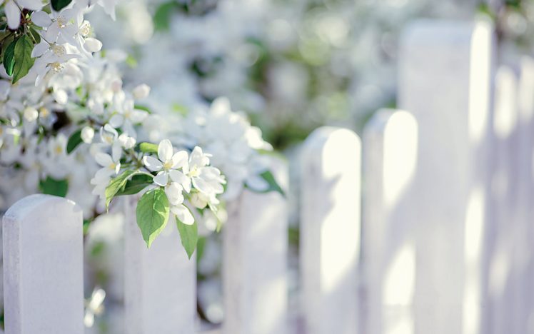 flower, White, Summer, Beauty, Beautiful, Tree, Nature HD Wallpaper Desktop Background
