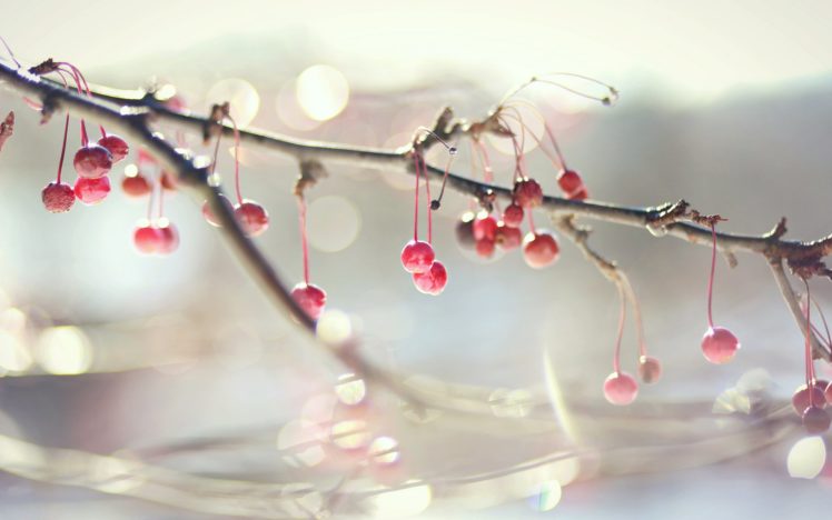fruit, Cherry, Beauty, Beautiful, Tree, Nature HD Wallpaper Desktop Background