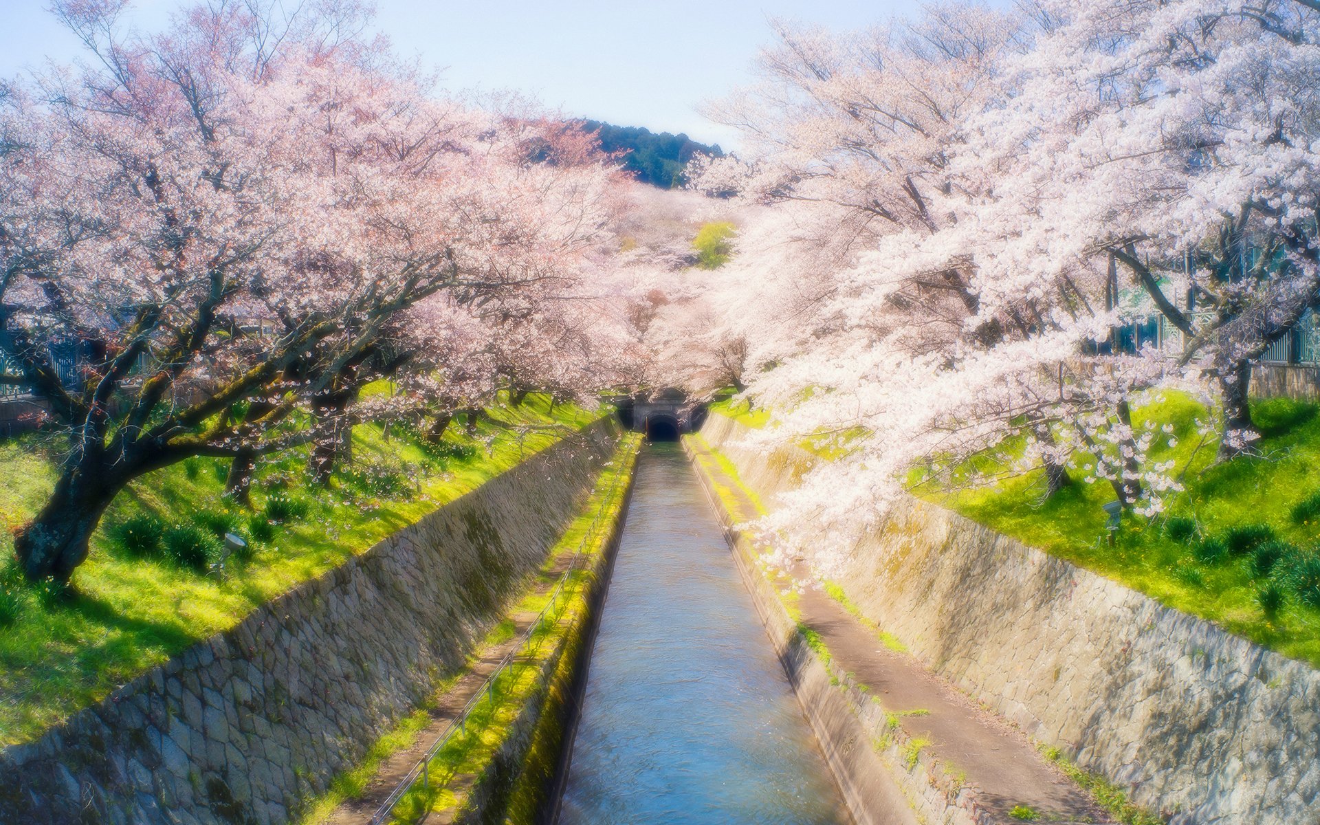 sunrise, River, Summer, Beauty, Beautiful, Tree, Nature, Landscape Wallpaper