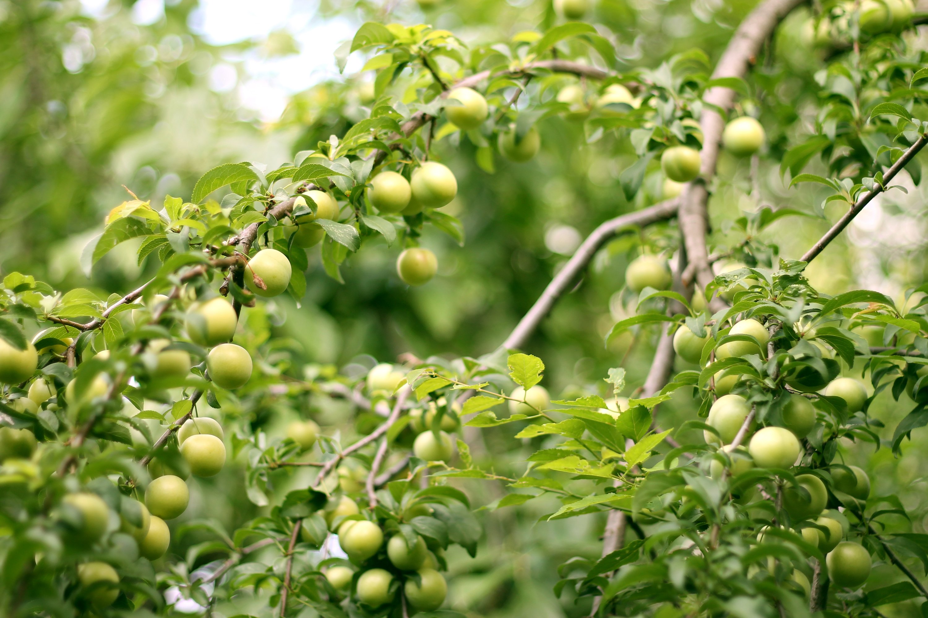 garden, Fruit, Tree, Leaves, Unripe, Plum, Berries Wallpaper