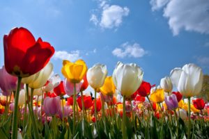 flowers, Tulips, Clouds