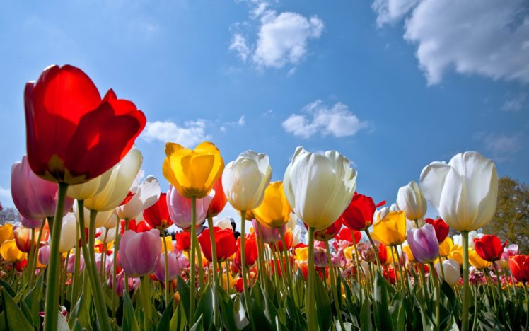 flowers, Tulips, Clouds HD Wallpaper Desktop Background