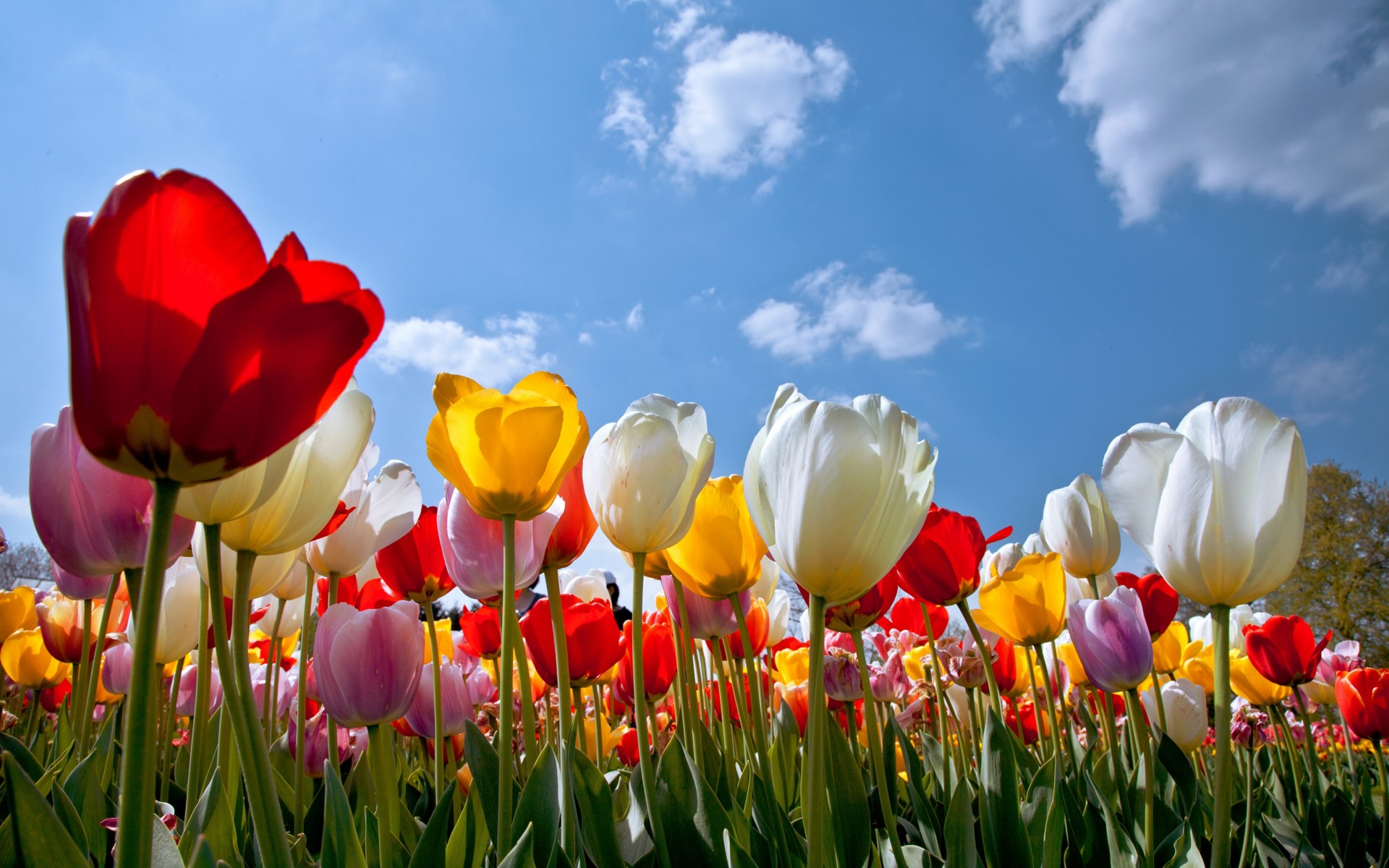 flowers, Tulips, Clouds Wallpaper