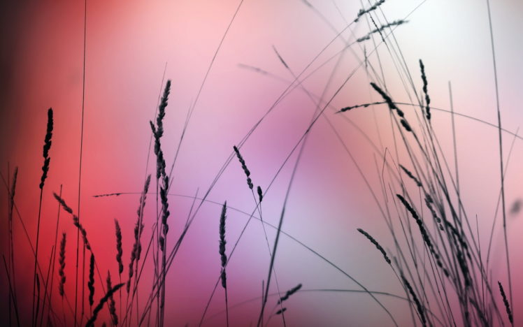 grass, Nature, Macro HD Wallpaper Desktop Background