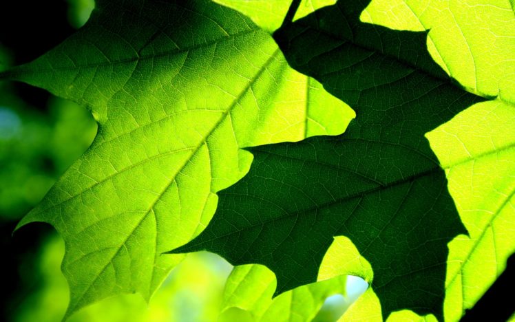 leaf, Leaves, Maple, Macro, Abstract HD Wallpaper Desktop Background