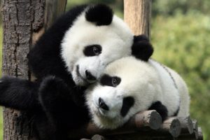 hug, Hugging, Couple, Love, Mood, People, Men, Women, Happy, Panda, Bear