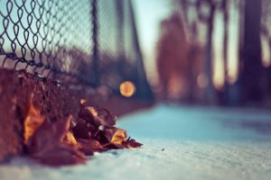 winter, Macro, Chain, Link, Fence, Fallen, Leaves