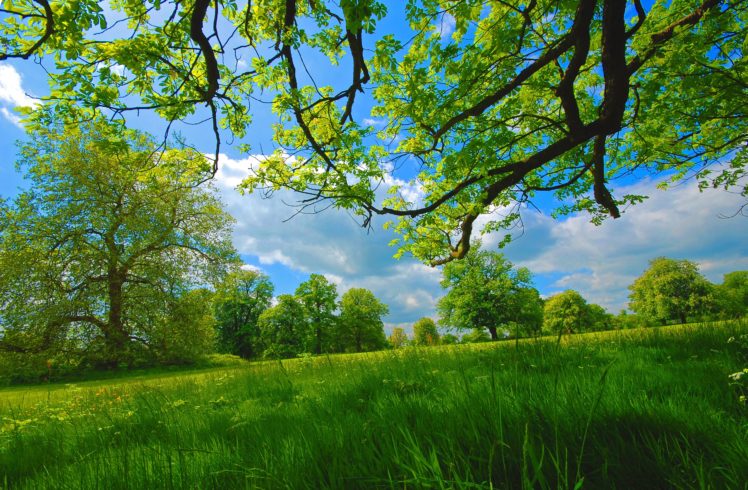 field, Grass, Summer, Trees, Nature, Spring HD Wallpaper Desktop Background