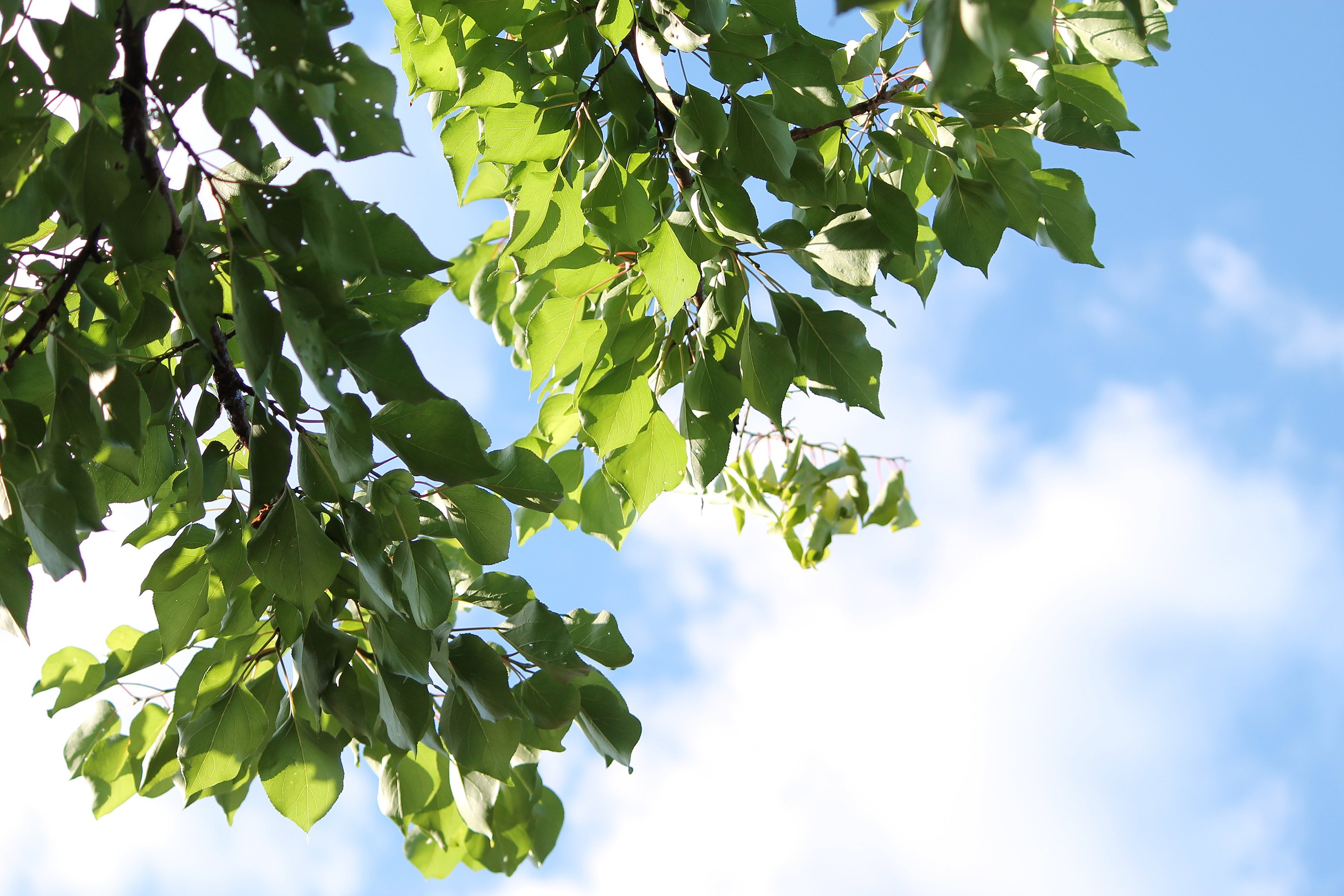 apricot, Leaves, Tree, Sky, Summer Wallpaper