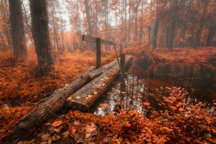 autumn, Fall, Tree, Forest, Landscape, Nature, Leaves, Bridge HD Wallpaper Desktop Background
