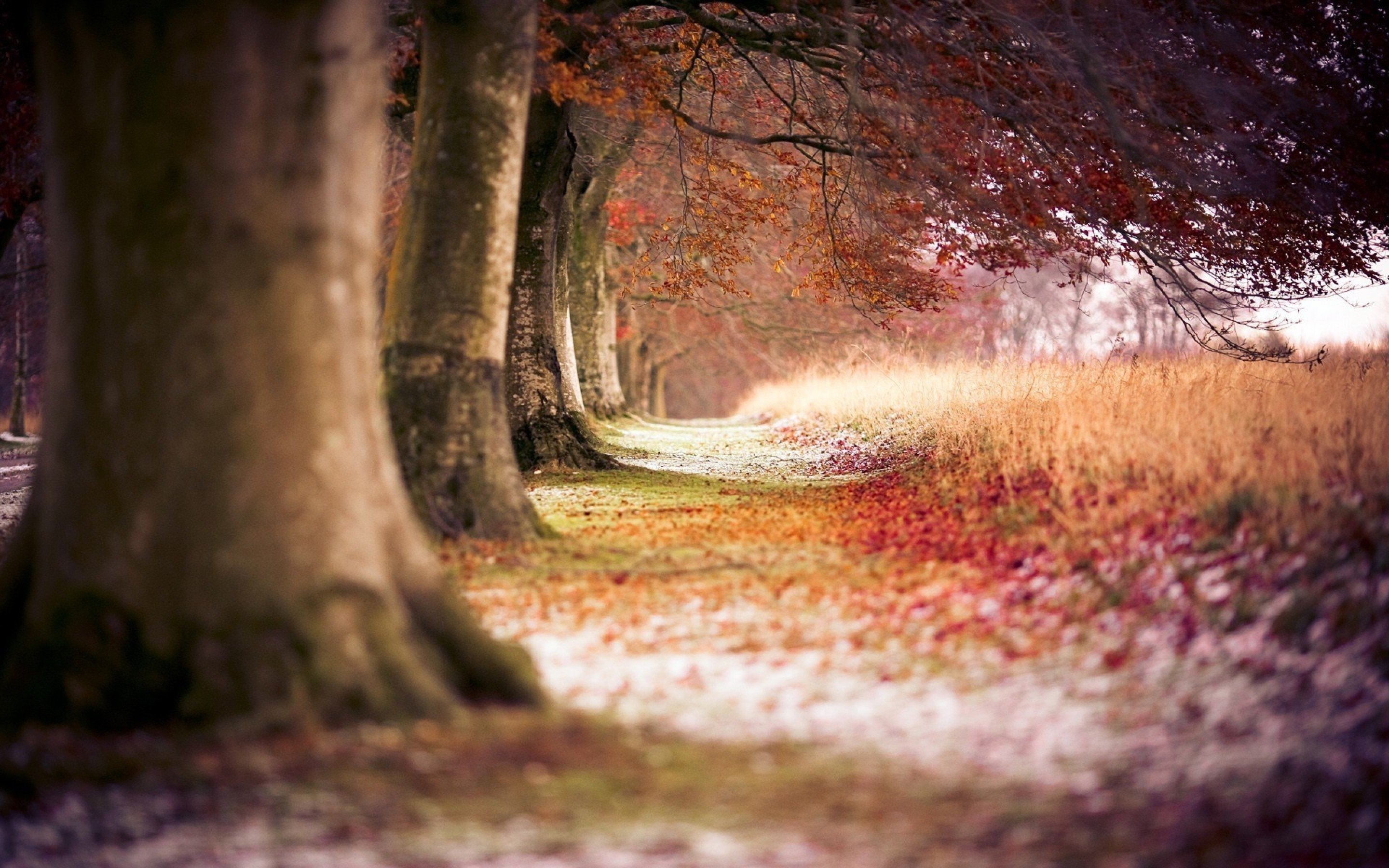 autumn, Fall, Tree, Forest, Landscape, Nature, Leaves Wallpaper