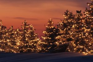 christmas, Beauty, Tree, Winter, Light, Backgrounds