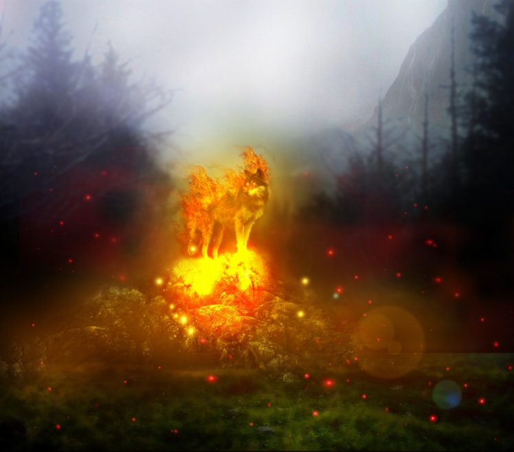 wolf, Fire, Nature HD Wallpaper Desktop Background