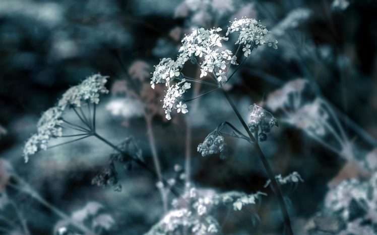 nature, Flowers, Depth, Of, Field HD Wallpaper Desktop Background