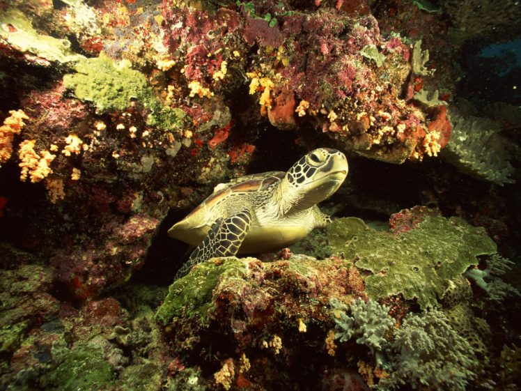 sea, Turtle, Animal, Beauty, Beautiful, Blue, Ocean HD Wallpaper Desktop Background