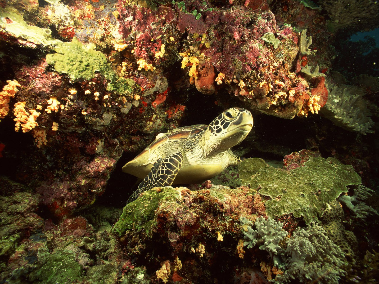 sea, Turtle, Animal, Beauty, Beautiful, Blue, Ocean Wallpaper