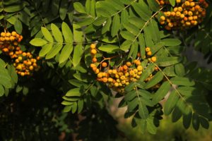 rowan, Unripe, Leaves, Berries, Bunch, Morning, Summer, Tree, Nature