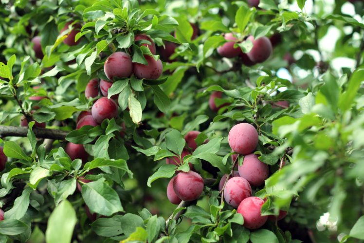 cherry plum, Fruits, Berries, Tree, Harvest, Leaves, Nature, Summer HD Wallpaper Desktop Background