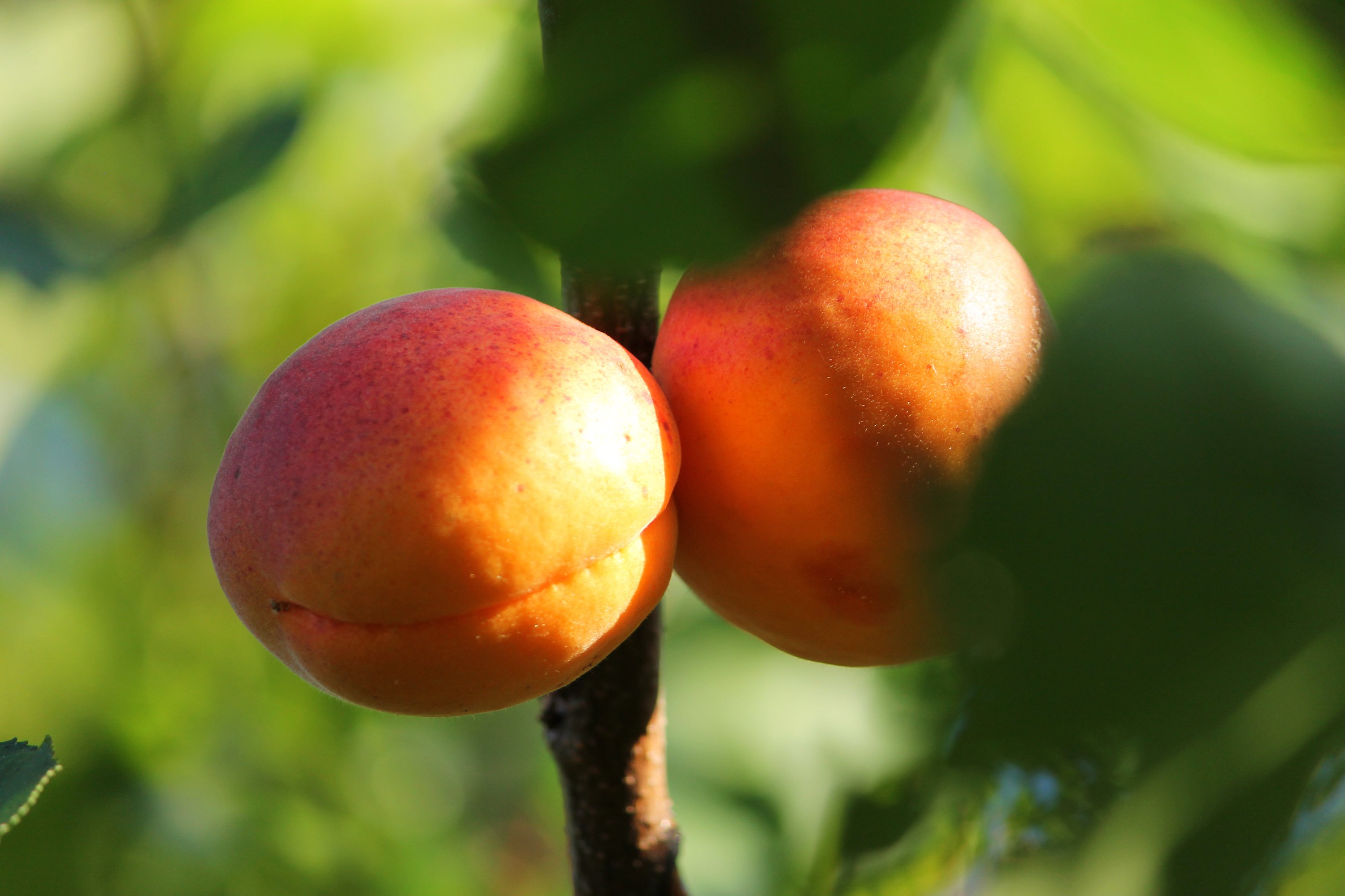 apricot, Fruit, Ripe, Tasty, Nature, Summer, Sunlight, Macro Wallpaper