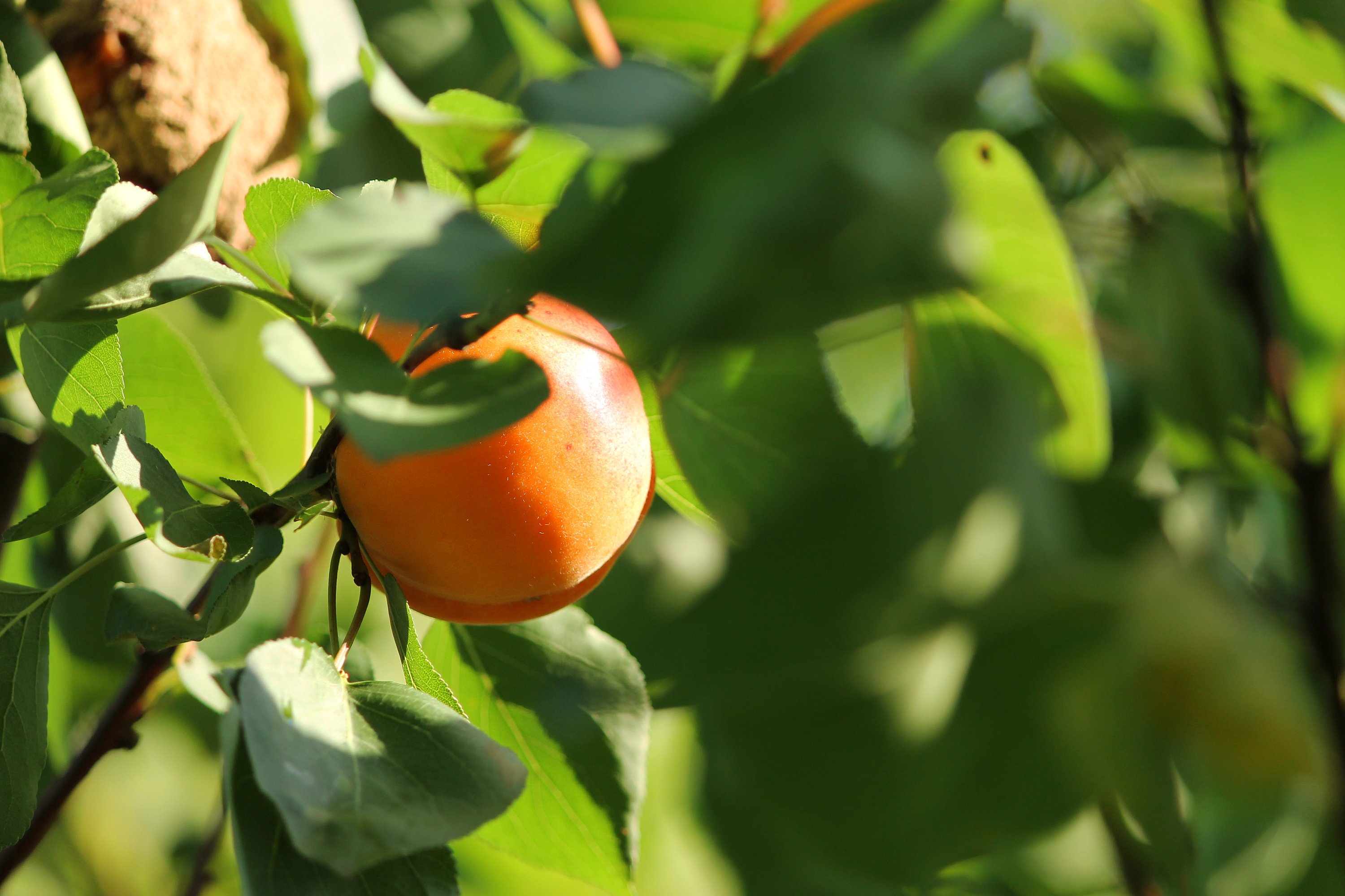 apricot, Fruit, Ripe, Tasty, Nature, Summer, Sunlight, Tree, Branch, Leaves Wallpaper