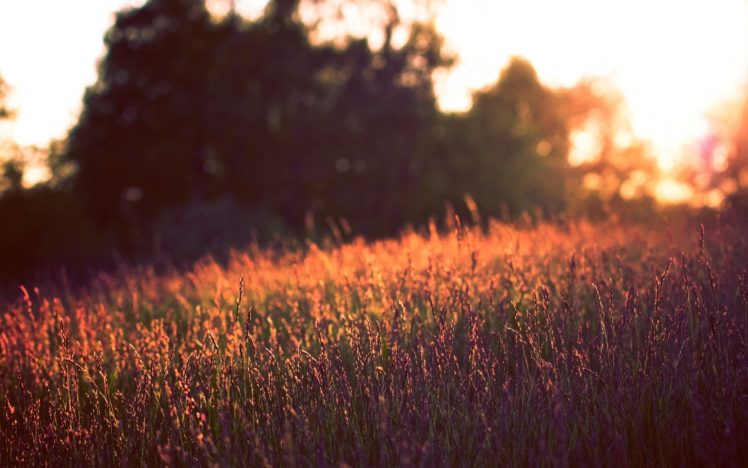 sunset, Landscapes, Nature, Fields HD Wallpaper Desktop Background