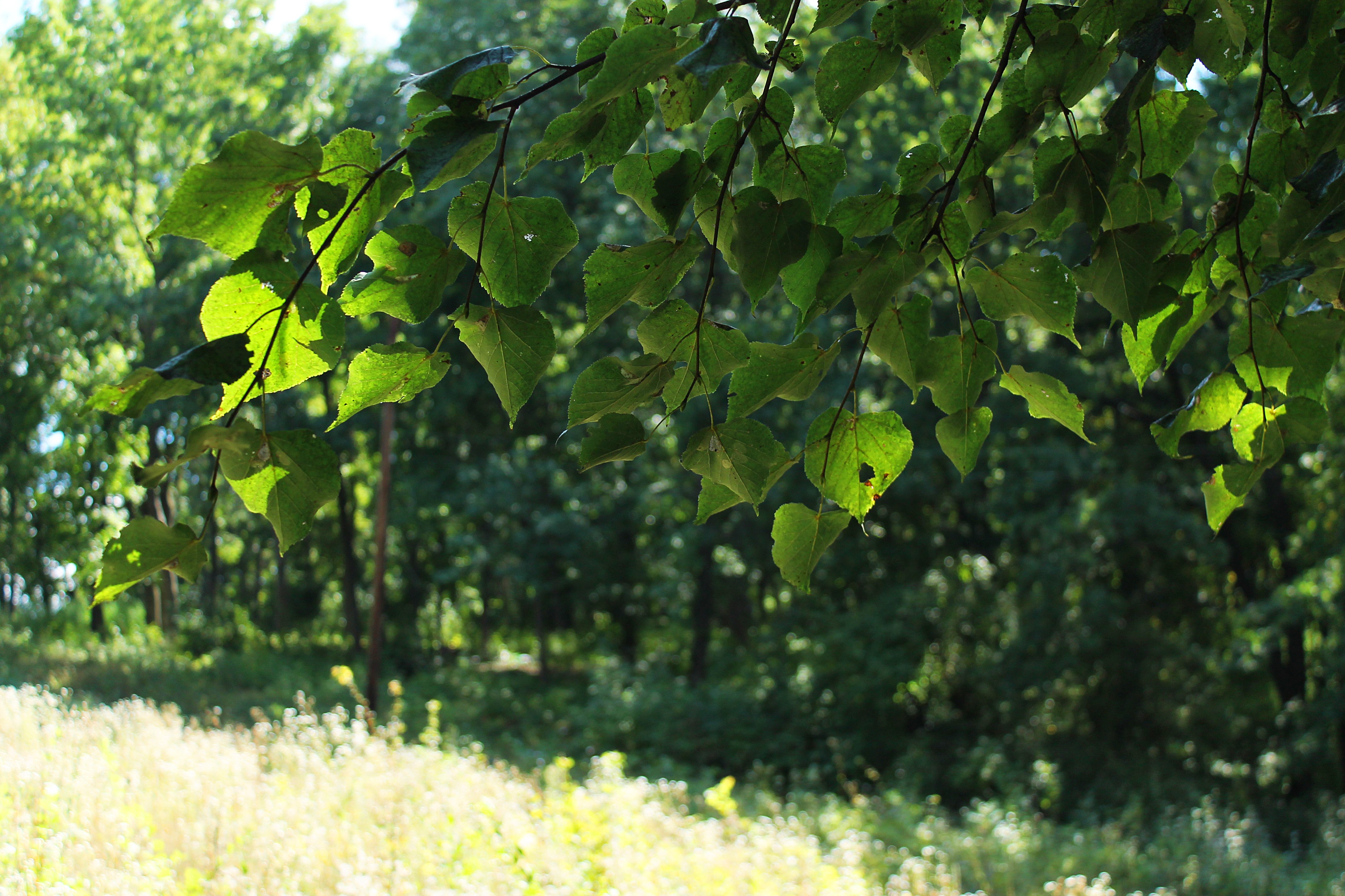 fringe, Forest, Summer, Trees, Leaves, Day Wallpaper