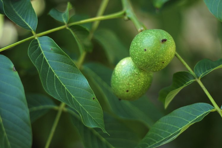 walnut, Nuts, Leaves, Tree, Summer HD Wallpaper Desktop Background
