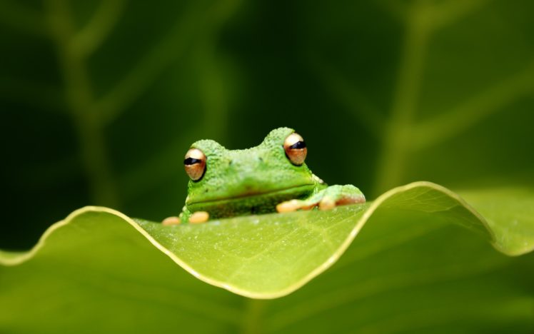 animal, Green, Nature, Frog HD Wallpaper Desktop Background